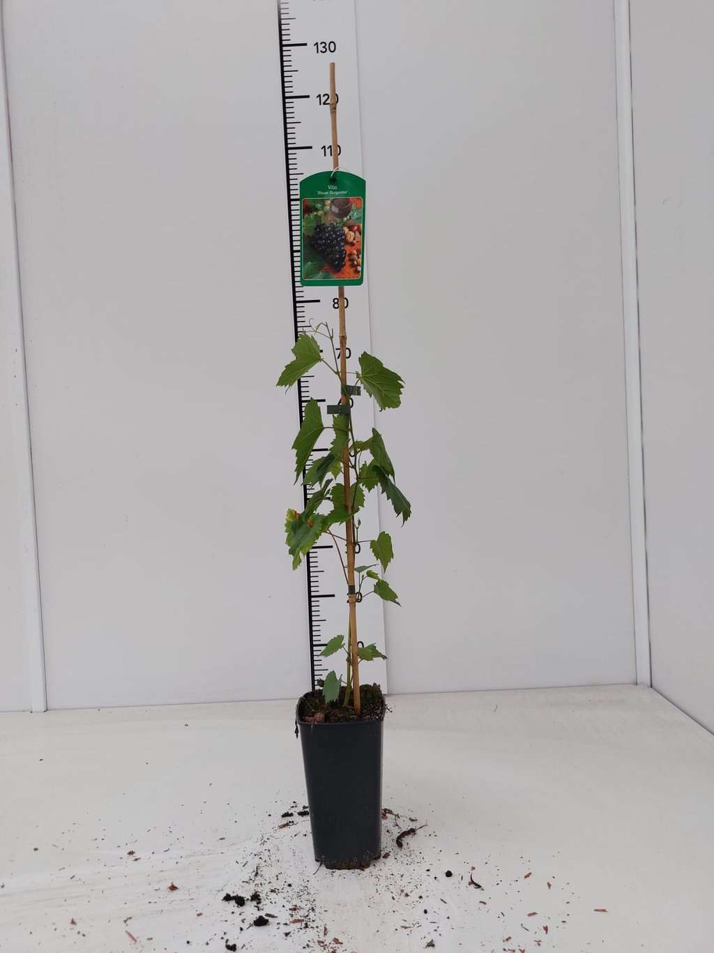 Vitis 'Blauer Burgunder' - C2 60-80 CM Stick
